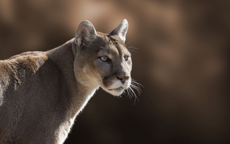 Max van Rijswijk on the link between big cats and cultural heritage